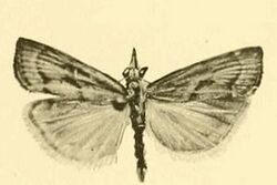 Agriphila brioniellus1.JPG