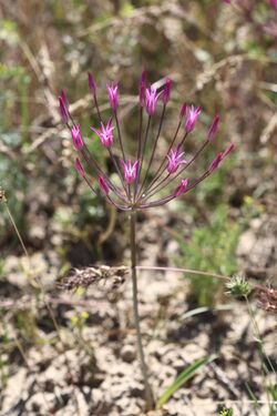 Allium Iliense (260198087).jpeg