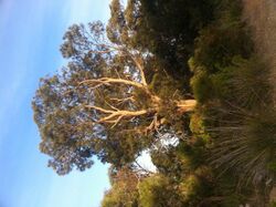 Allocasuarina fraseriana 2.jpg