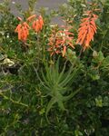 Aloe gracilis - multi-stemmed flower racemes.JPG