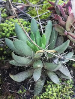 Anacampseros lanceolata - Bonnievale area 1 - Copy.jpg