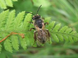 Andrena vicina (15).JPG