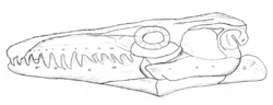 Angolasaurus cráneo.png