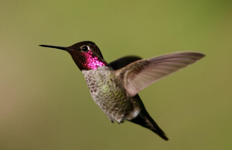 File:Anna's hummingbird.jpg