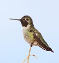 Annas Hummingbird (Calypte anna), male (4205673916).jpg
