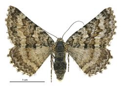 Aponotoreas incompta female.jpg