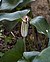 Arisarum vulgare, Crete 01(js).jpg