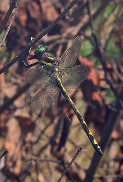 Arrowhead Spiketail - Cordulegaster obliqua, Colchester Park, Mason Neck, Virginia - 27442522210.jpg