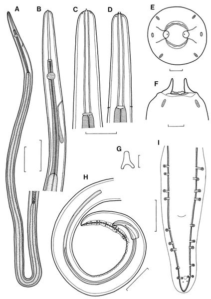 File:Ascarophis richeri (Nematoda, Cystidicolidae).png