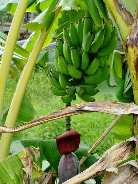 File:Banana three in Réunion.jpg