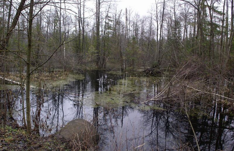 File:Belarus-Peat Mining near Rudzensk-Swamp-1.jpg