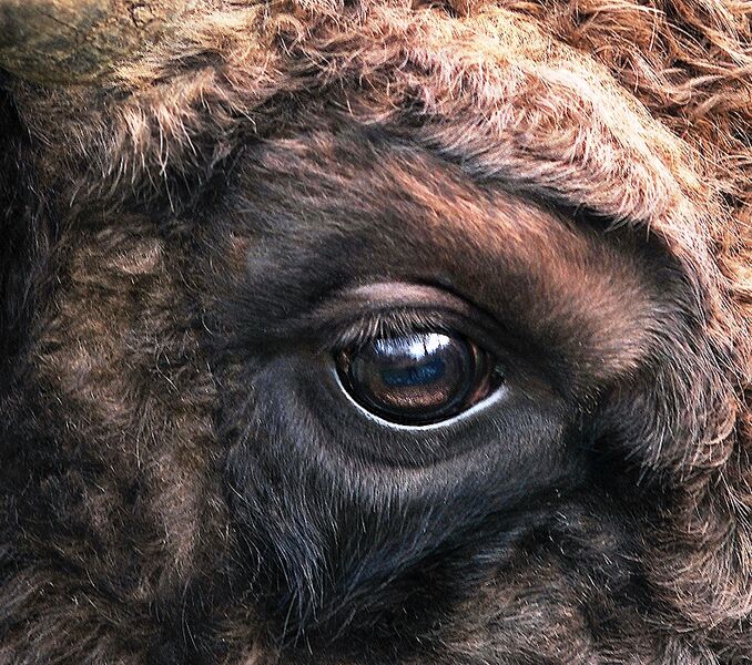 File:Bison bonasus right eye close-up.jpg