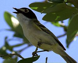 Black-capped-Vireo.jpg