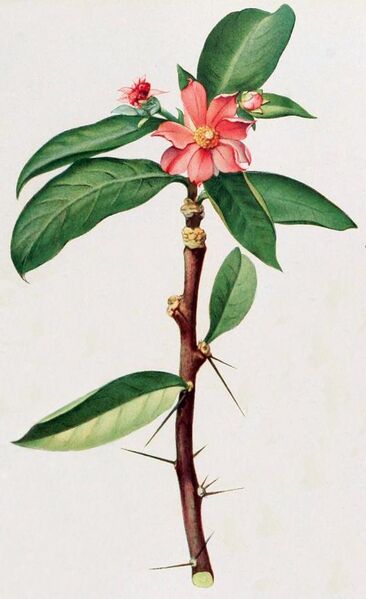 File:Britton & Rose Vol 1 Plate III (Pereskia grandifolia).jpg