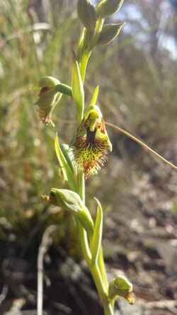 Calochilus montanus.jpg