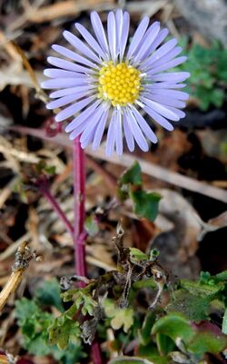 Calotis cuneifolia Rookwood.jpg