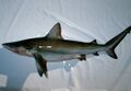 Bignose shark (Carcharhinus altimus)