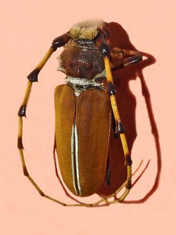 Cerambycidae - Dorcacerus barbatus.jpg