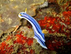 Chromodoris lochi (AA1).jpg