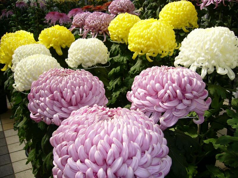 File:Chrysanthemum,kiku,katori-city,japan.JPG
