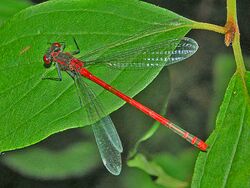 Coenagrionidae - Pyrrhosoma nymphula.JPG