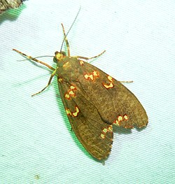 Coiffaitarctia steniptera? (7408071574).jpg