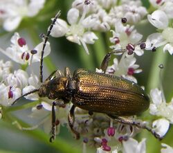 Coleoptera-Chrysomelidae-Donacia-semicuprea-201206170071.JPG
