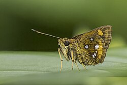 Common white spots (Osmodes thora) underside Nyamebe Bepo.jpg