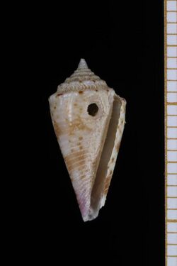 Conasprella lorenzi (MNHN-IM-2013-62983).jpeg