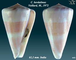 Conus berdulinus 2.jpg