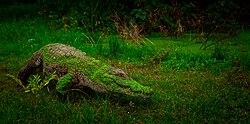 Crocodile at the Paga Crocodile Pong.jpg
