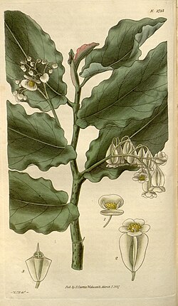 Curtis's botanical magazine (Plate 2723) (8611102802).jpg