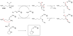 DFMO inhibitor mechanism.svg