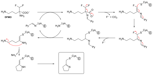 File:DFMO inhibitor mechanism.svg