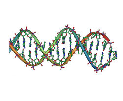 DNA double helix horizontal.png