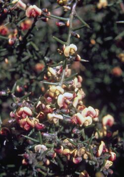 Daviesia articulata.jpg