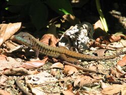 Delicate Ameiva, Costa Rica.jpg