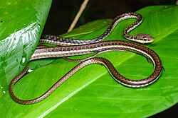 Dendrelaphis haasi, Haas's bronzeback - Khao Sok National Park (50374361768).jpg