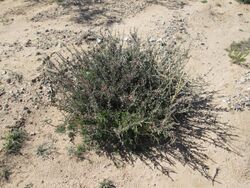 Desert Christmas Cactus Sahuarita Arizona.jpg
