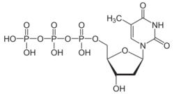 Desoxythymidintriphosphat protoniert.svg