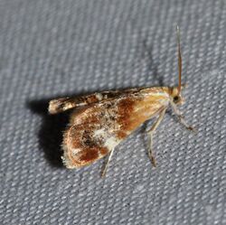 Dicymolomia julianalis - Julia's Dicymolomia Moth (14262377773).jpg
