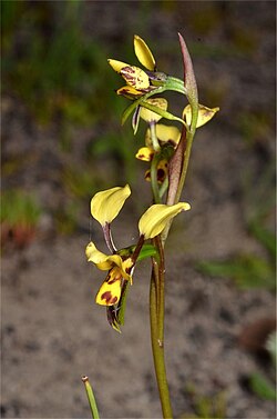 Diuris leopardina.jpg