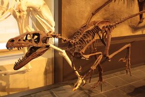 Dromaeosaurus in Canadian Museum of Nature.jpg