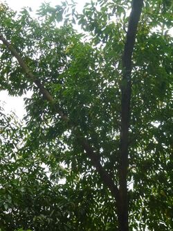 Elaeocarpus lanceifolius Côm lá thon, Côm bộng, Côm lá đào.JPG