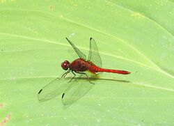Erythrodiplax fusca, a Red-faced Dragonlet (12911656404).jpg