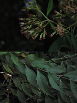 Eupatorium subintegerrimum.jpg