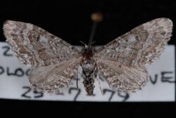 Eupithecia perfusca.JPG