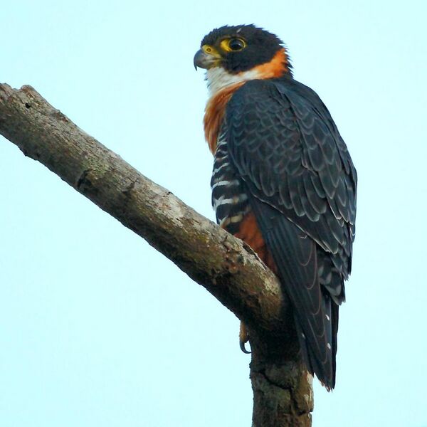 File:Falco deiroleucus - Orange-breasted Falcon.JPG