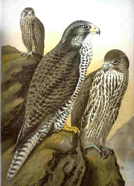 File:Falco rusticolus NAUMANN 2.jpg
