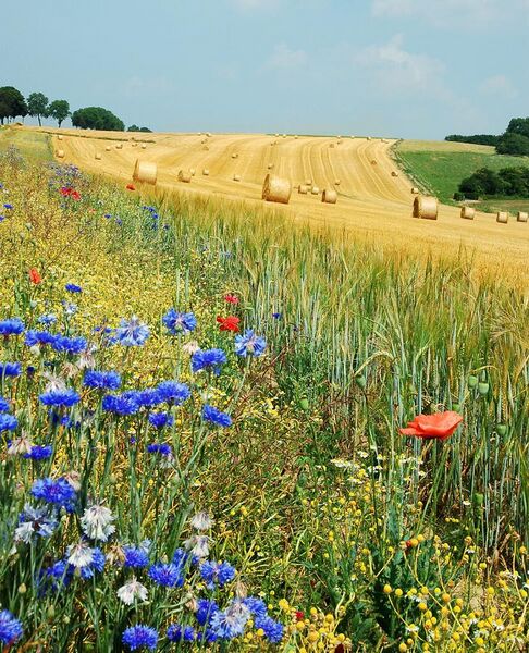 File:Field Hamois Belgium Luc Viatour.jpg